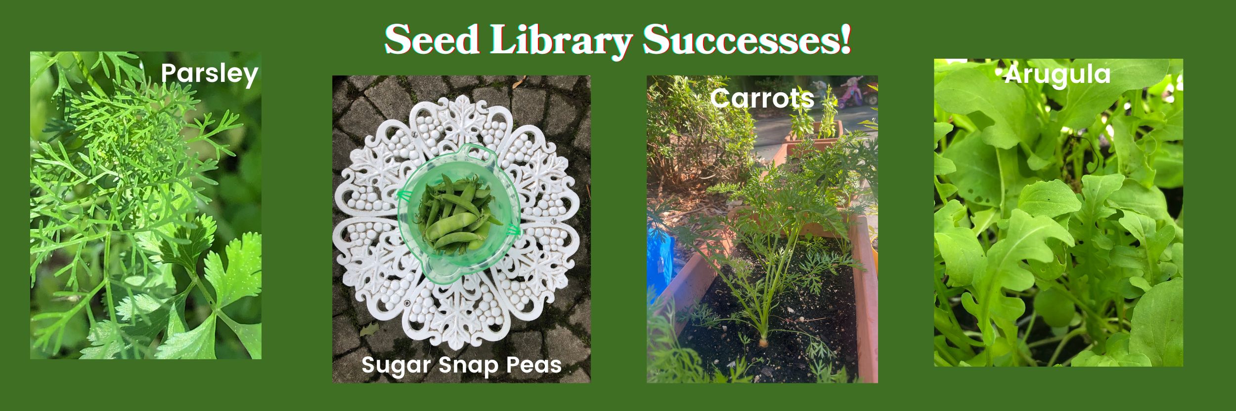 Seed Library Successes #1, photos of parsley, carrots, sugar snap peas, arugula