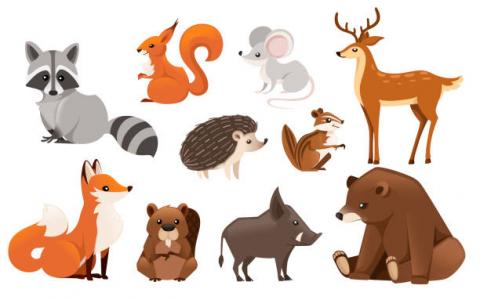 Various animals showing their tails