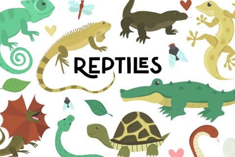 pictures of various reptiles