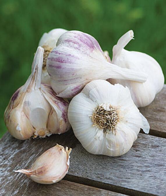 image of organic garlic