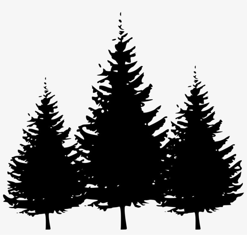 silhouette of three pine trees