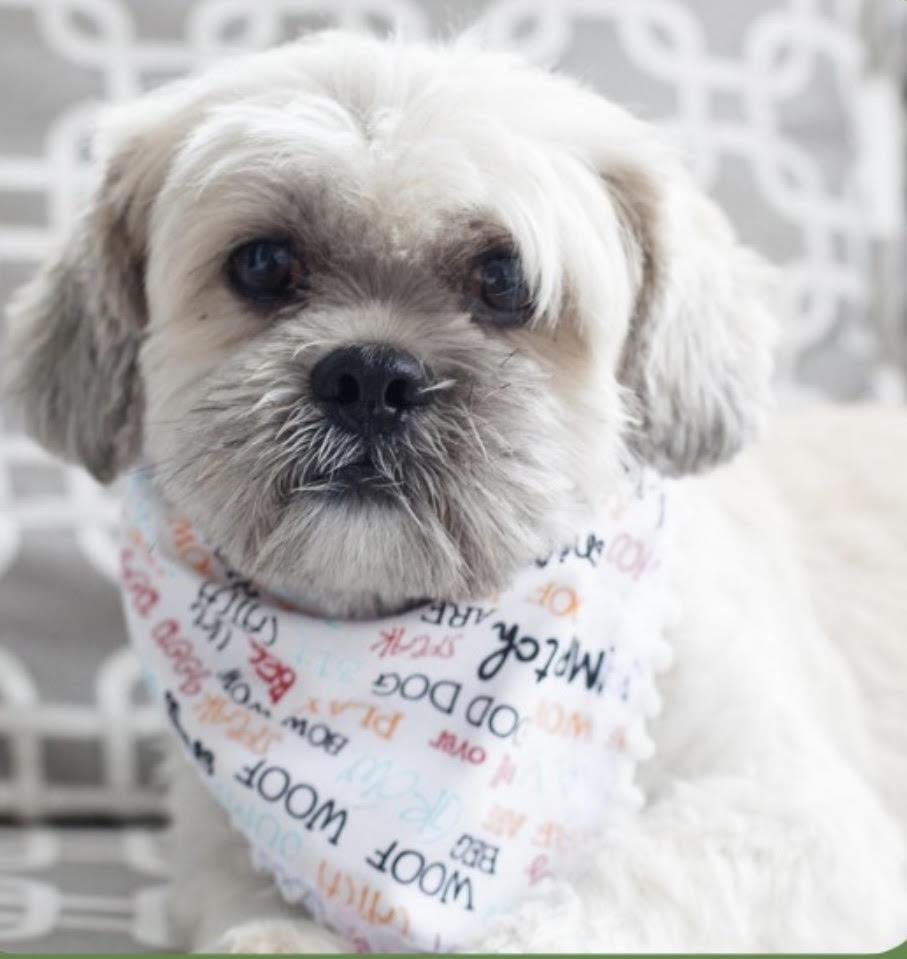 Shelter dog bandanas